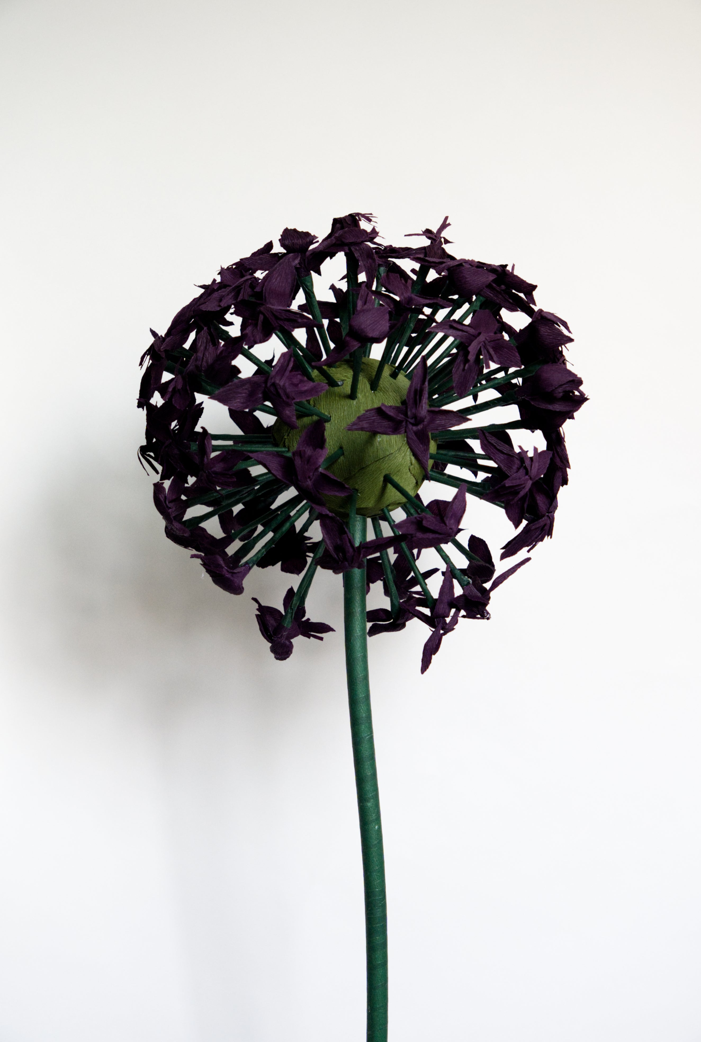 Purple Allium