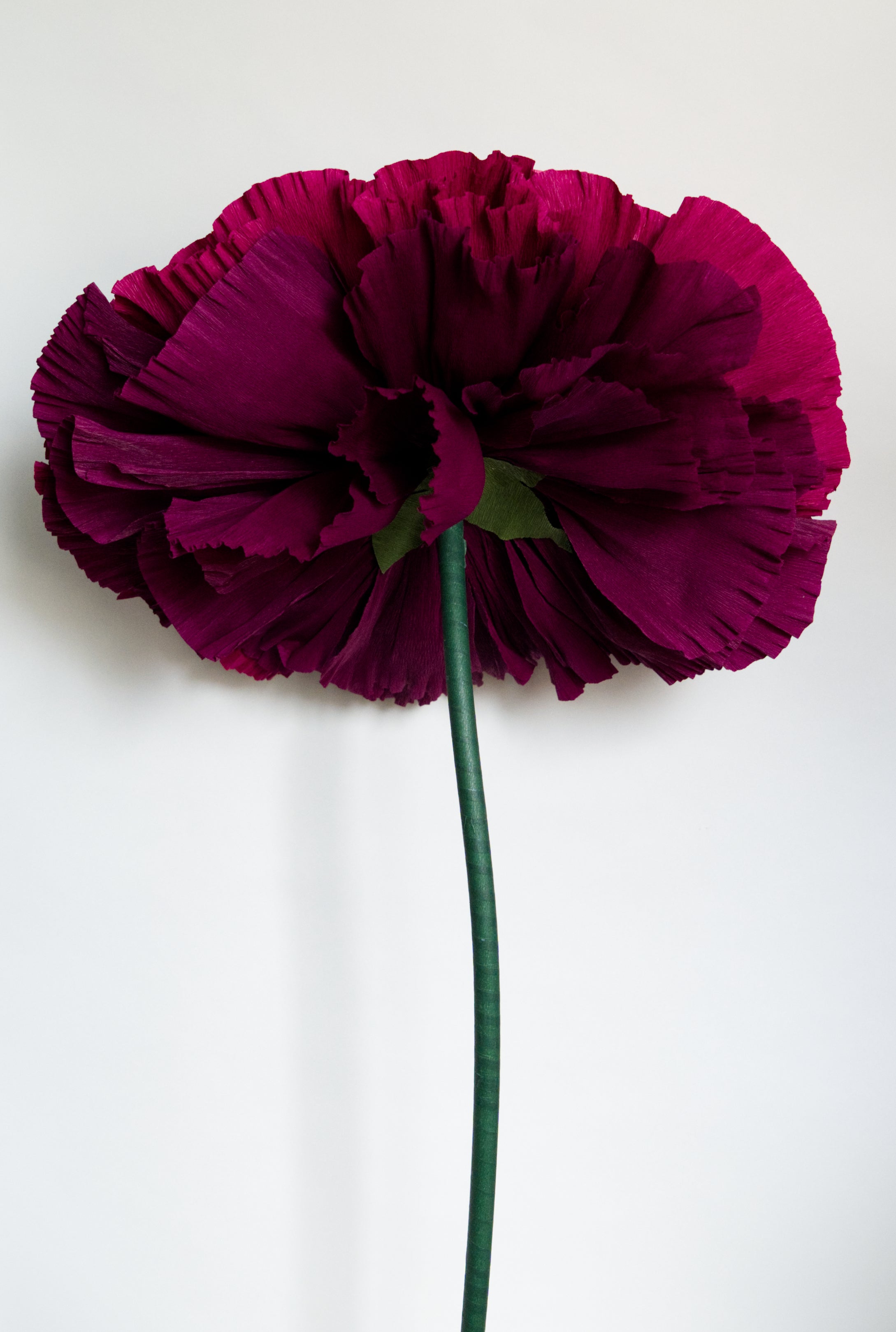 Burgundy Marigold