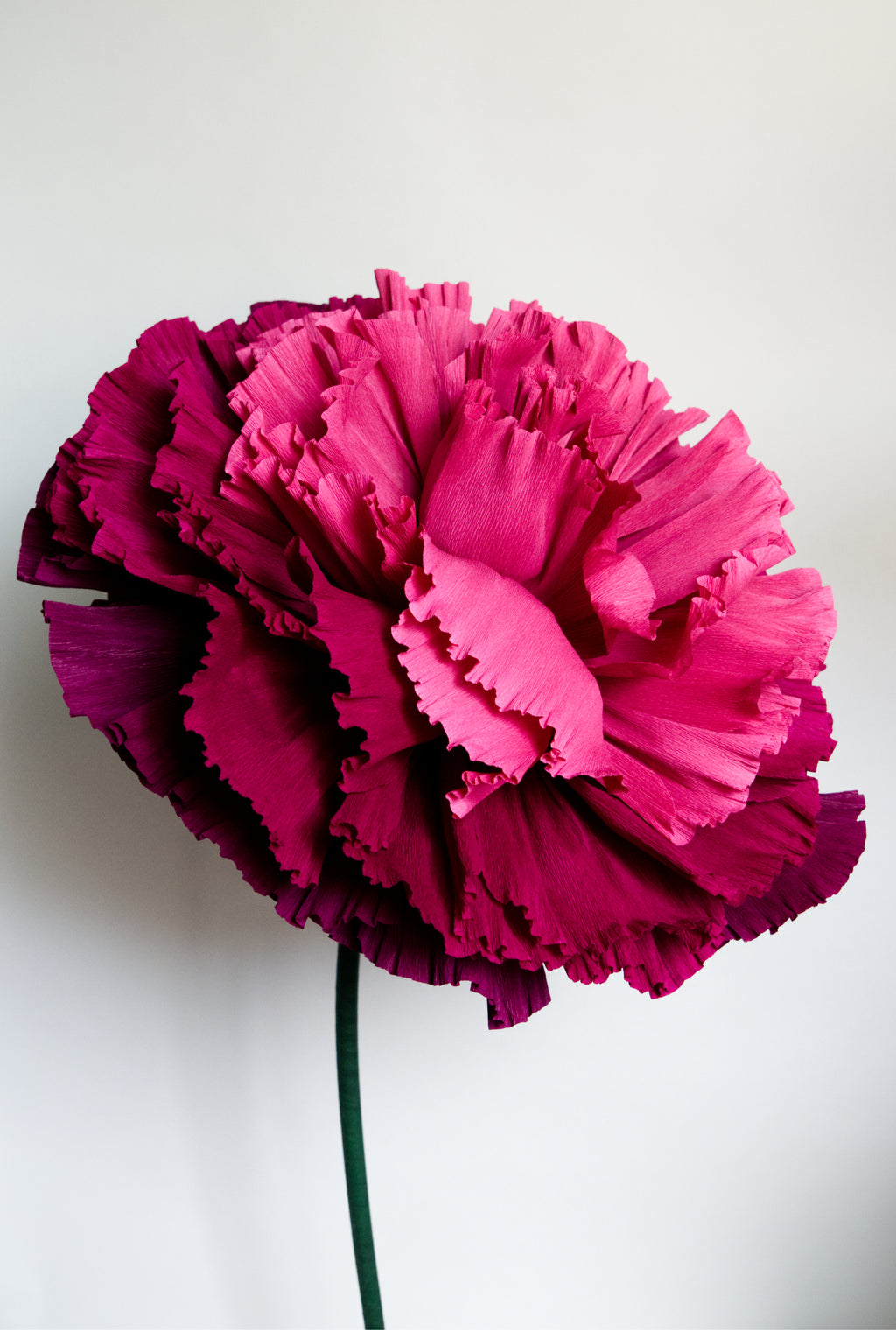 Burgundy Marigold