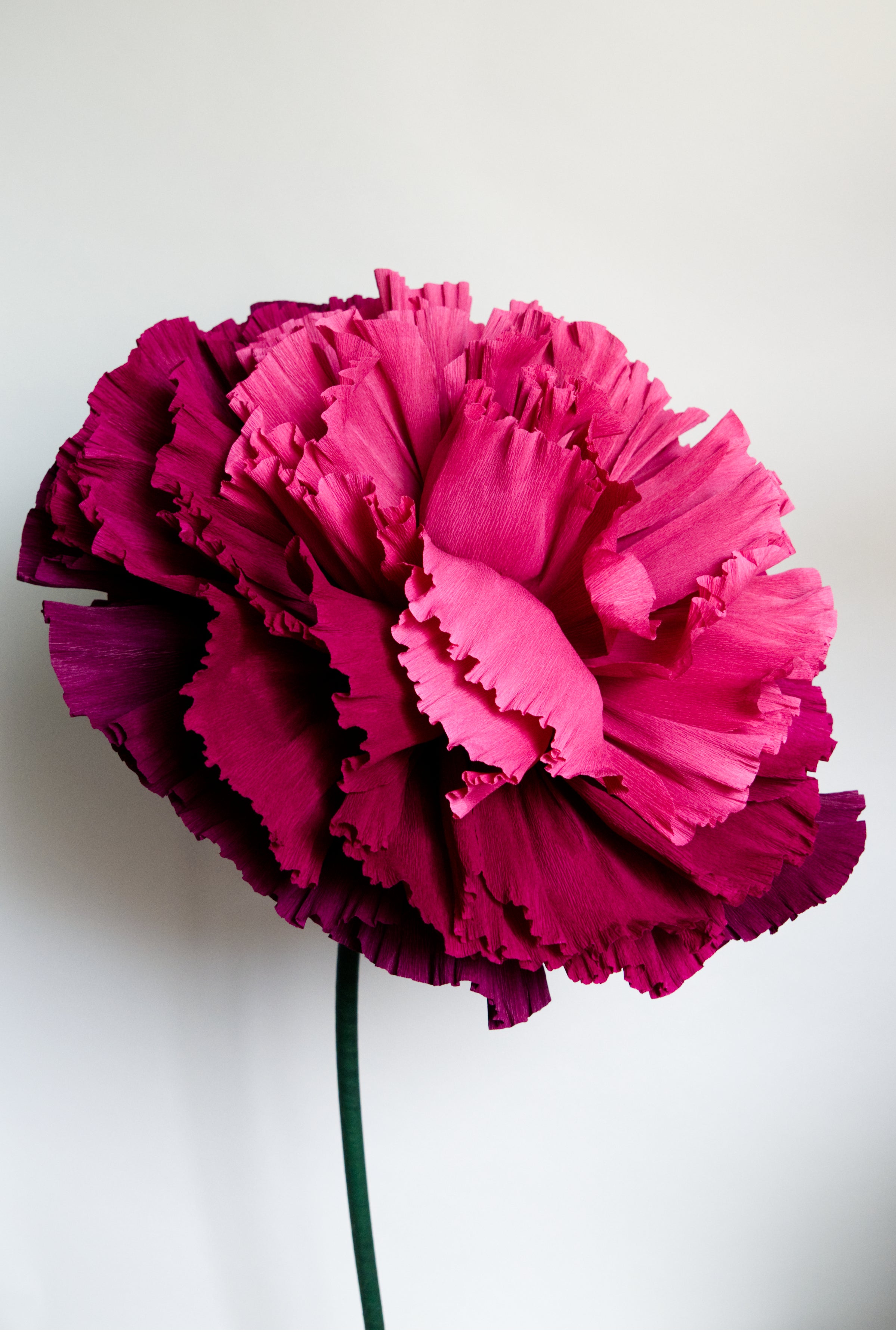 Burgundy Marigold