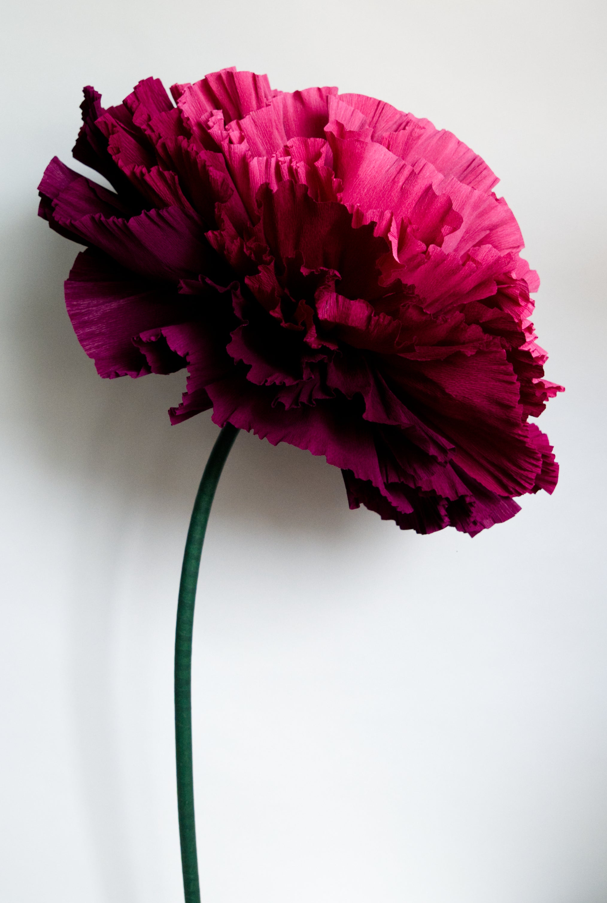 Burgundy Marigold