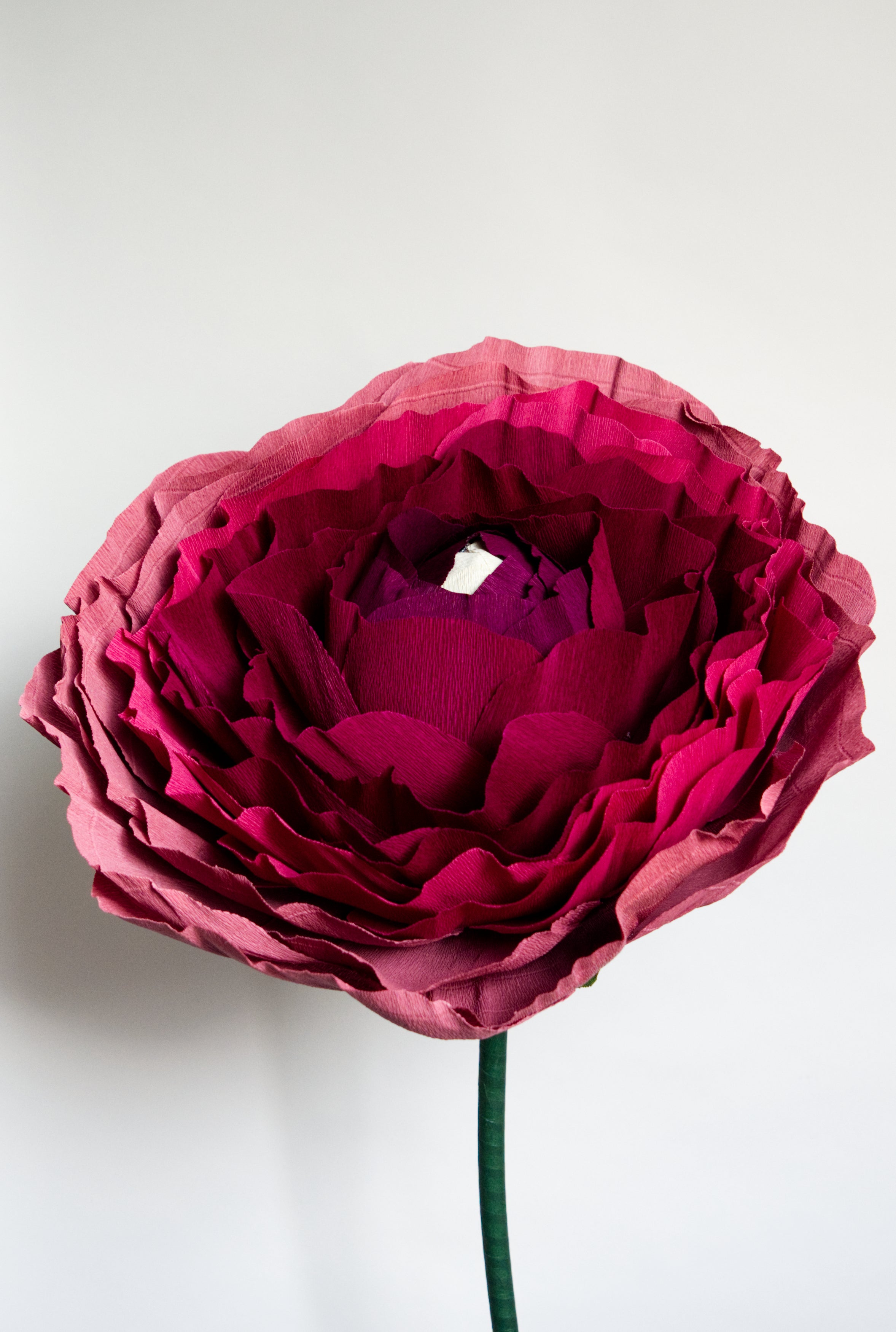 Burgundy Ranunculus