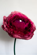 Burgundy Ranunculus