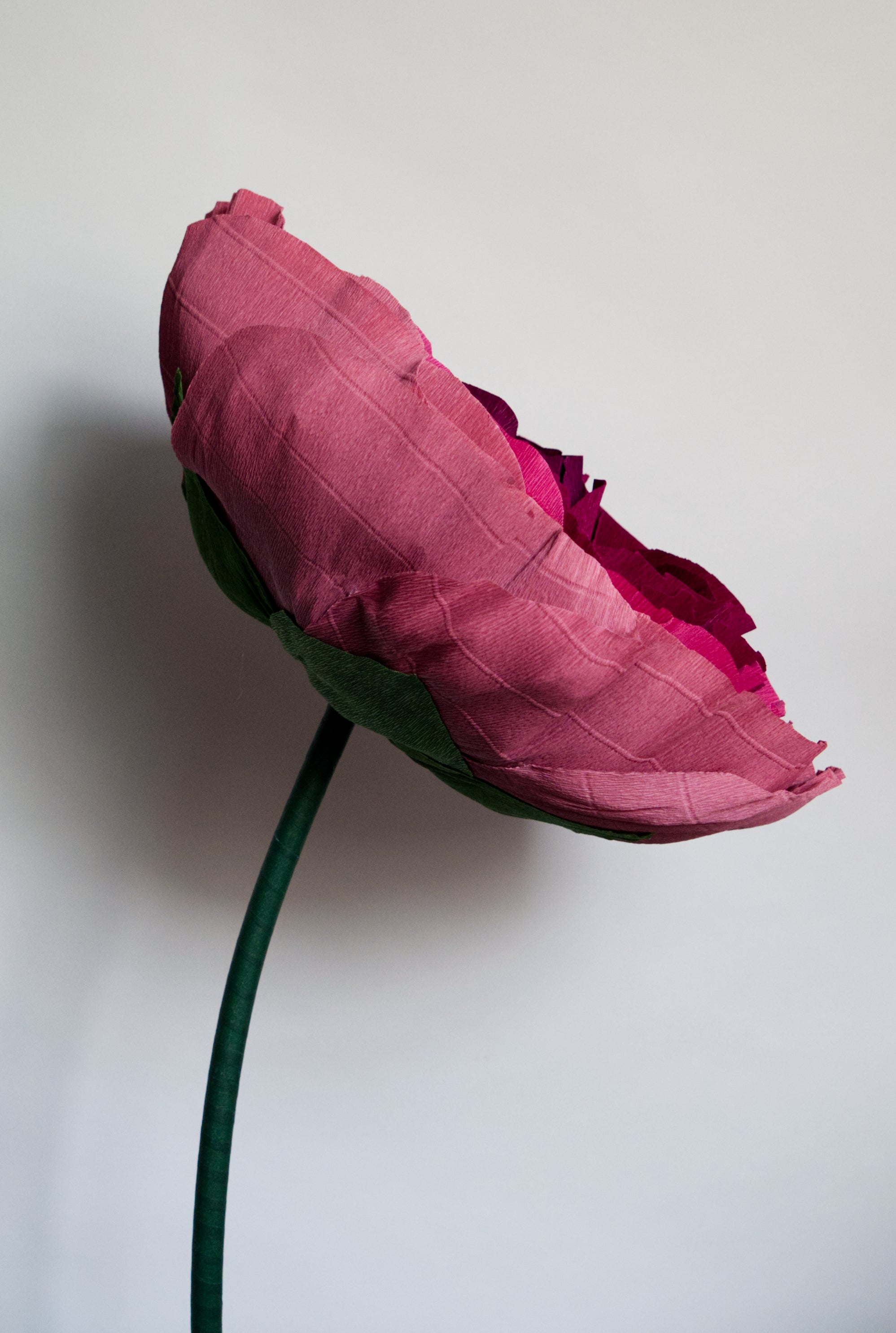 Burgundy Ranunculus