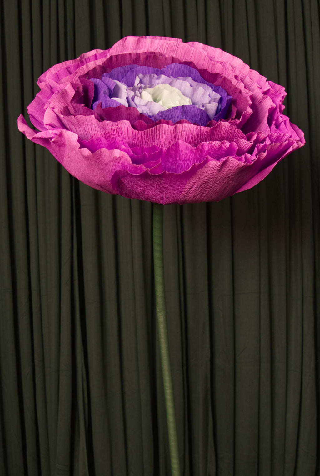 Purple Ombre Ranunculus RENTAL