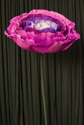 Purple Ombre Ranunculus RENTAL