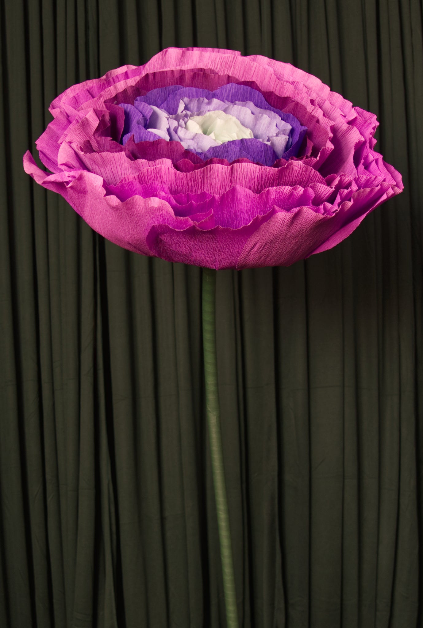 Purple Ombre Ranunculus RENTAL