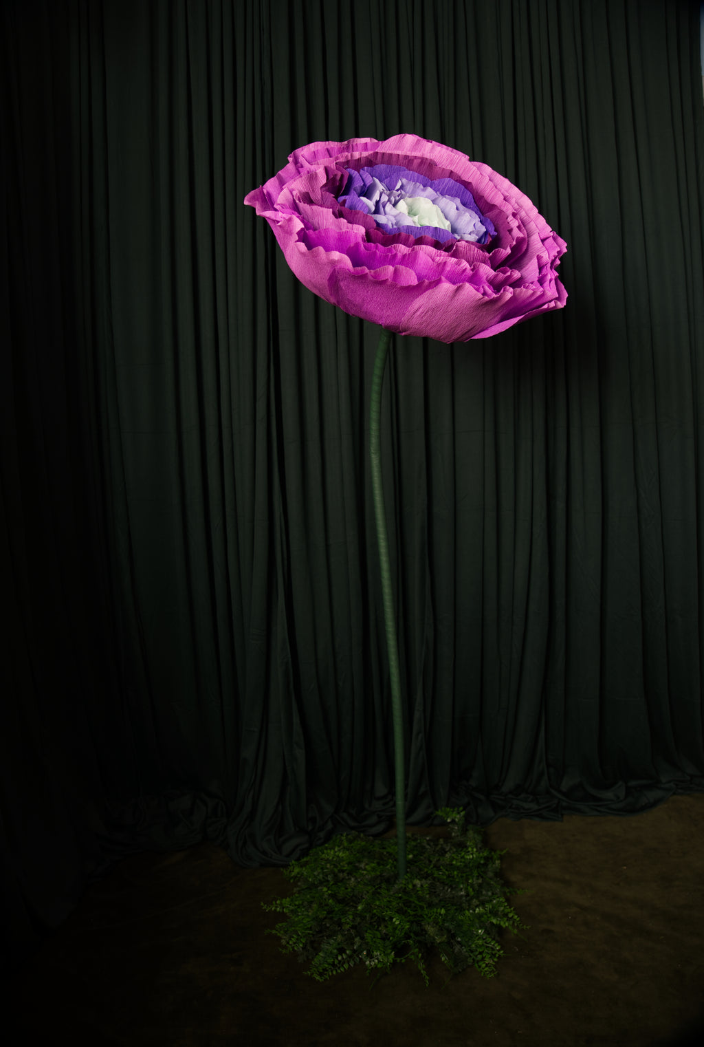Purple Ombre Ranunculus RENTAL