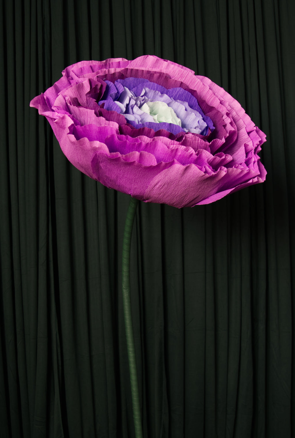 Purple Ombre Ranunculus RENTAL