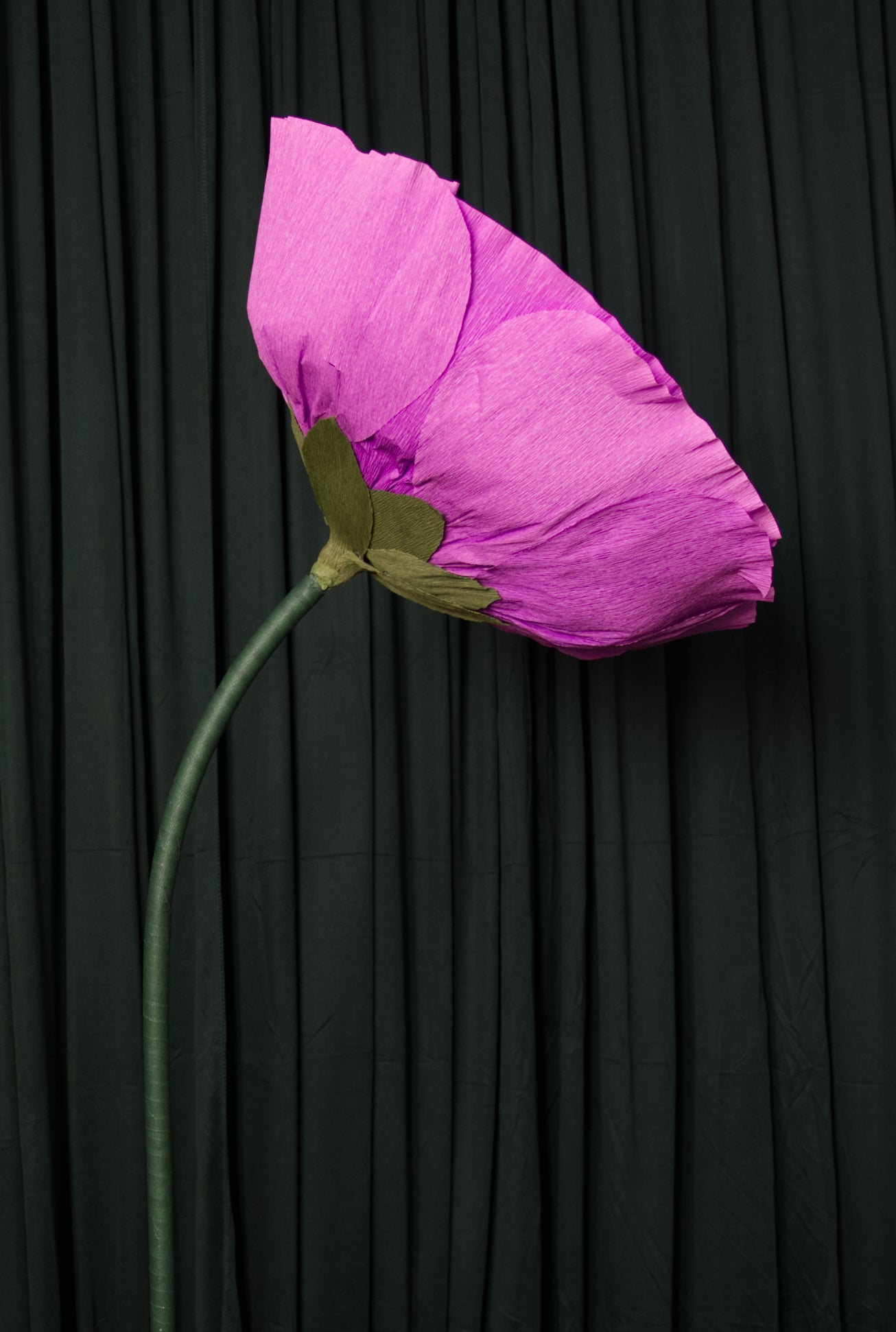 Purple Ombre Ranunculus RENTAL