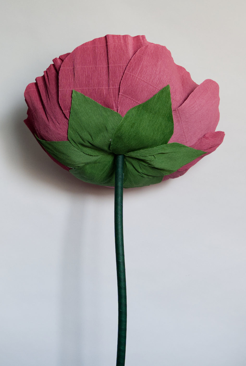 Burgundy Ranunculus