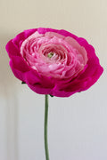 Ranunculus Custom to Own