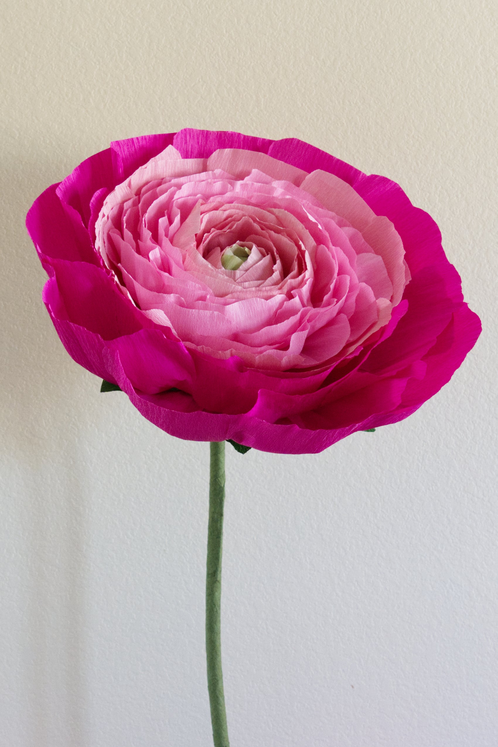 Ranunculus Custom to Own