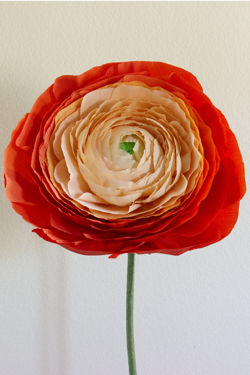Ranunculus Custom to Own
