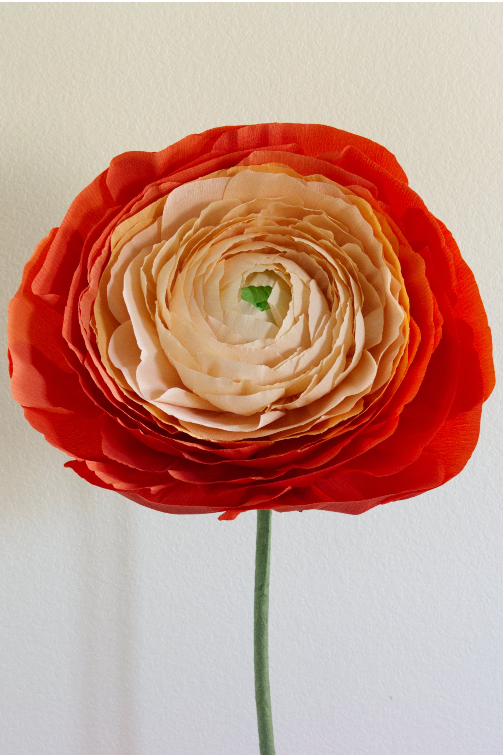 Ranunculus Custom to Own