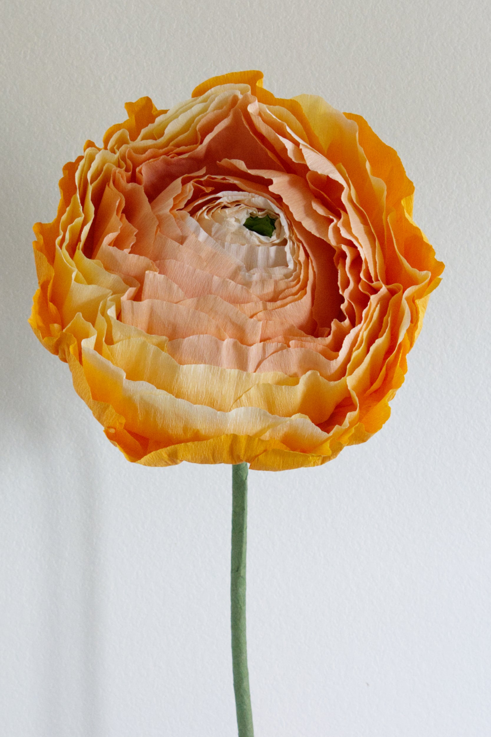 Ranunculus Custom to Own