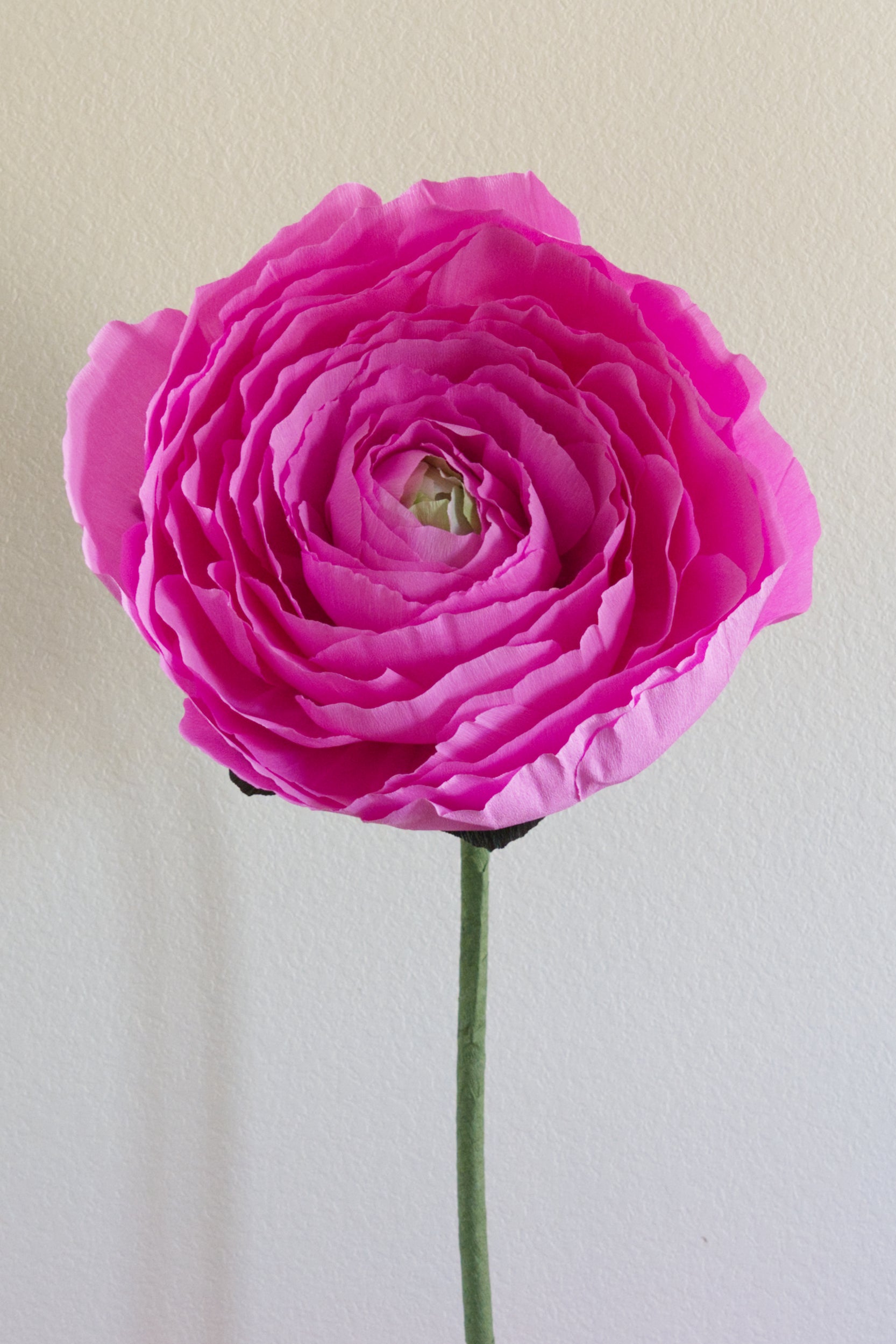 Ranunculus Custom to Own