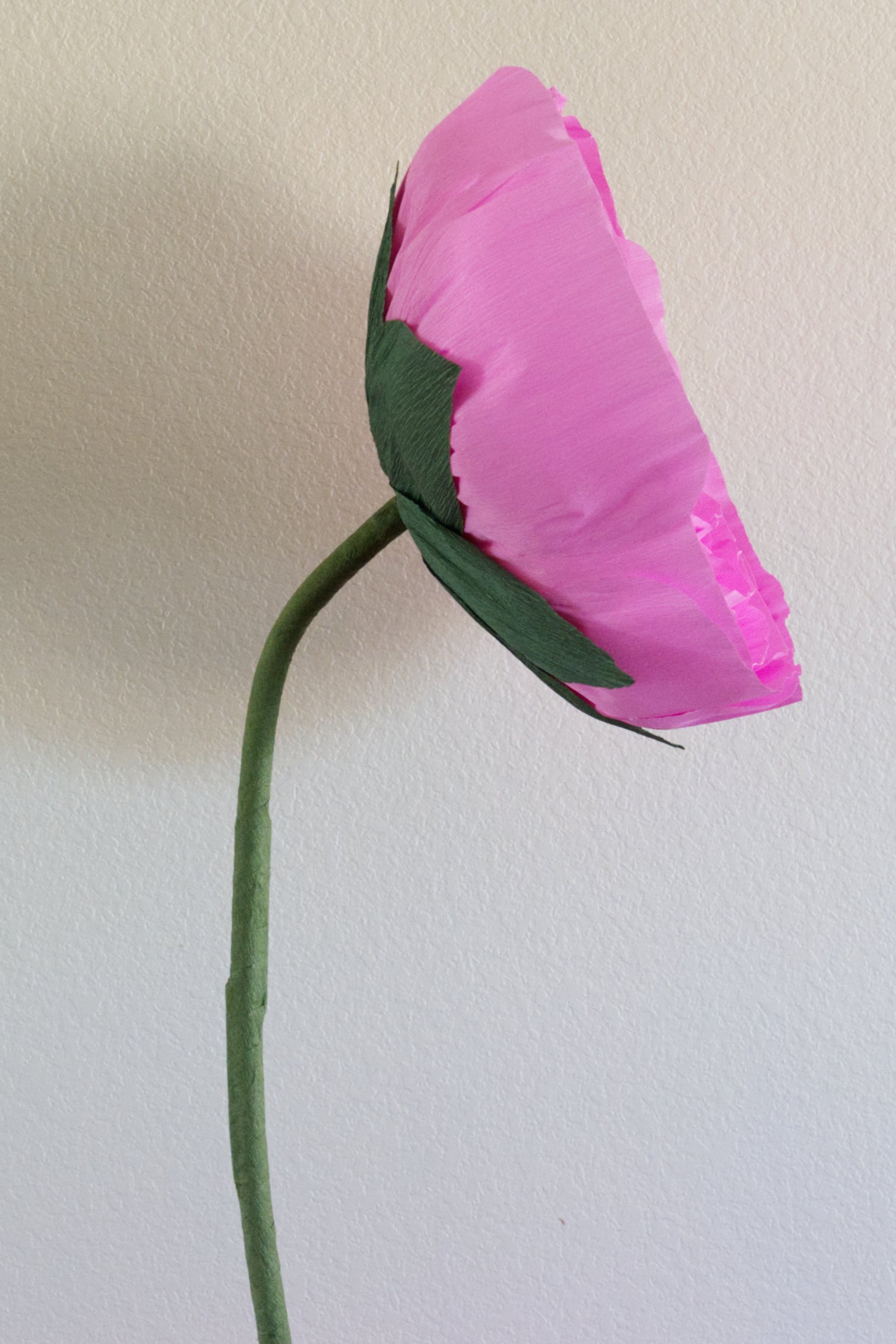 Ranunculus Custom to Own
