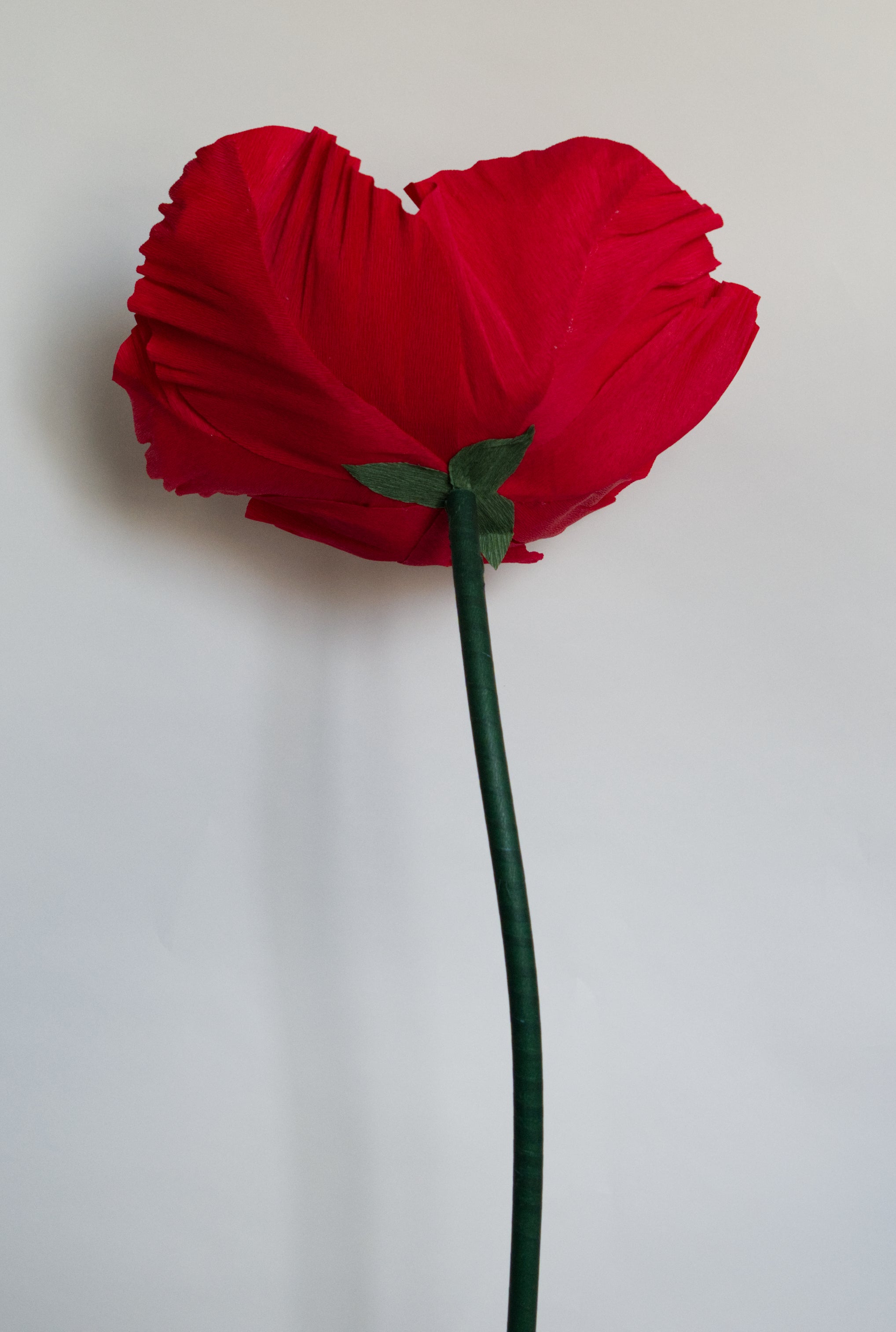 Red Poppy (Style One, Small) RENTAL