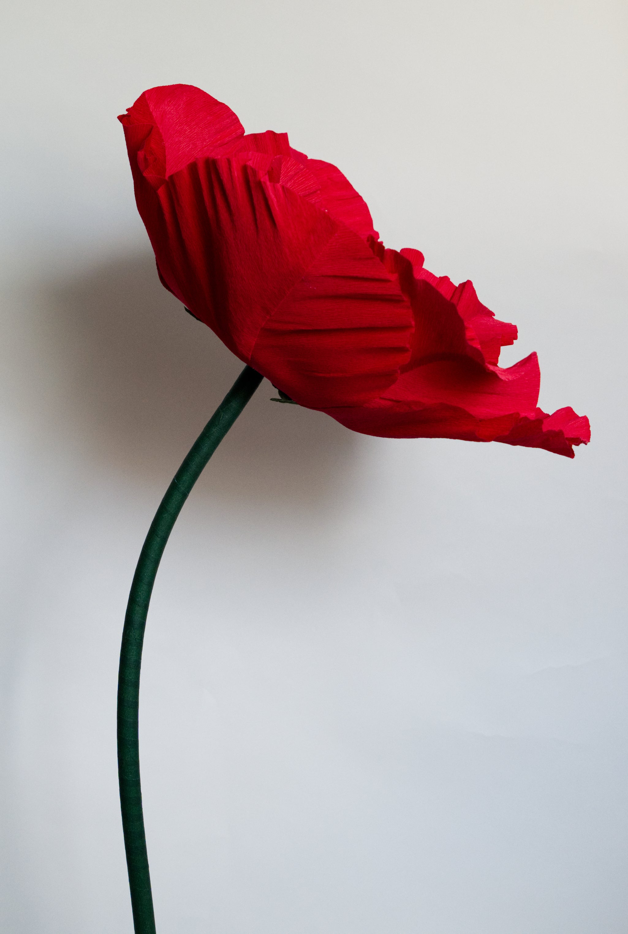 Red Poppy (Style One, Small) RENTAL