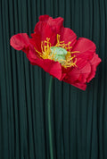 Red Poppy (Style One, Small) RENTAL