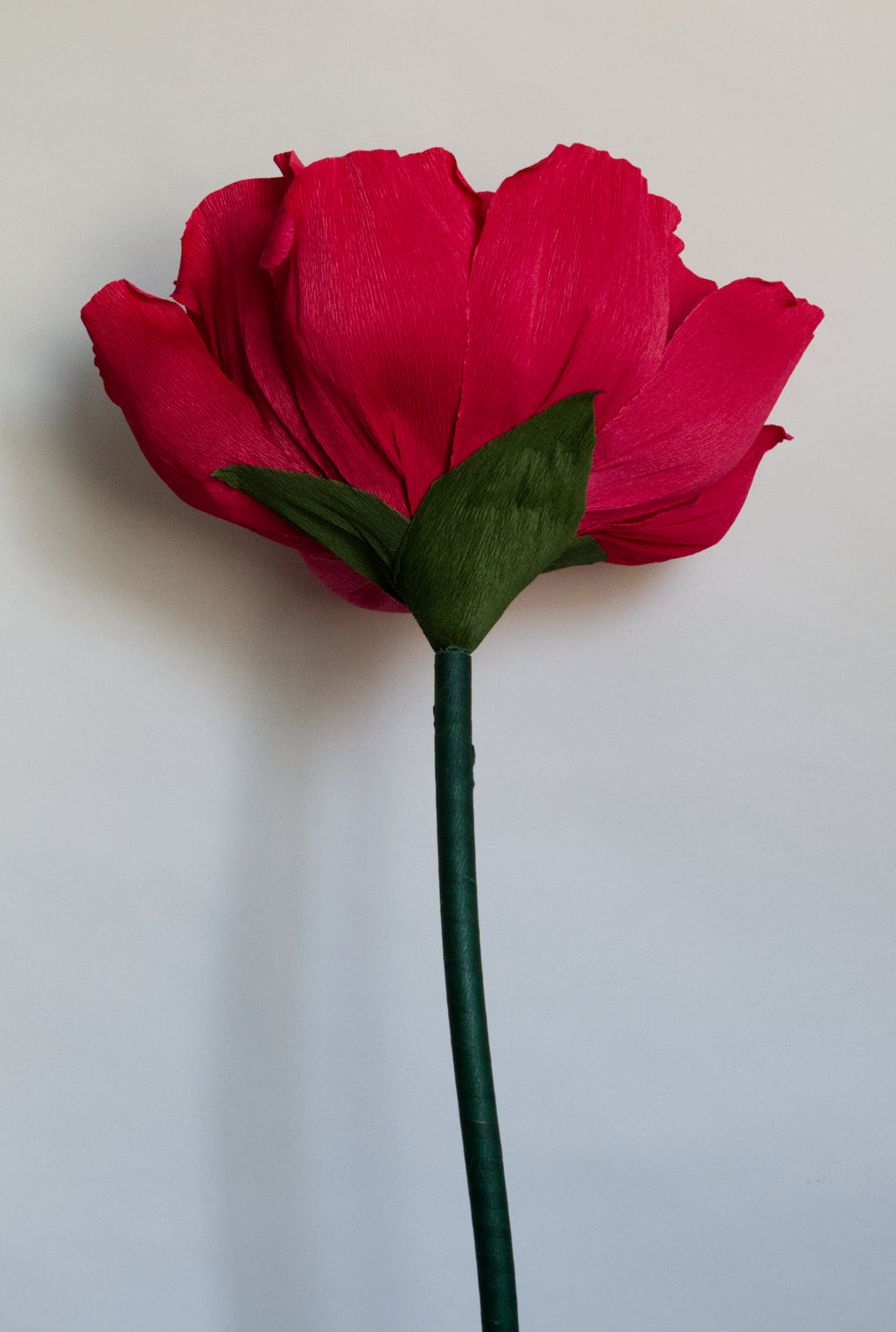 Red Rose