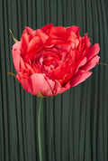 Red Rose RENTAL