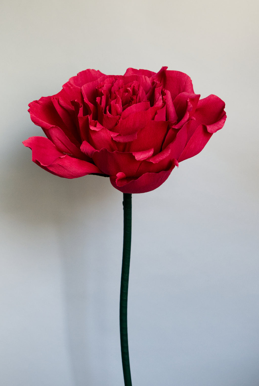Red Rose