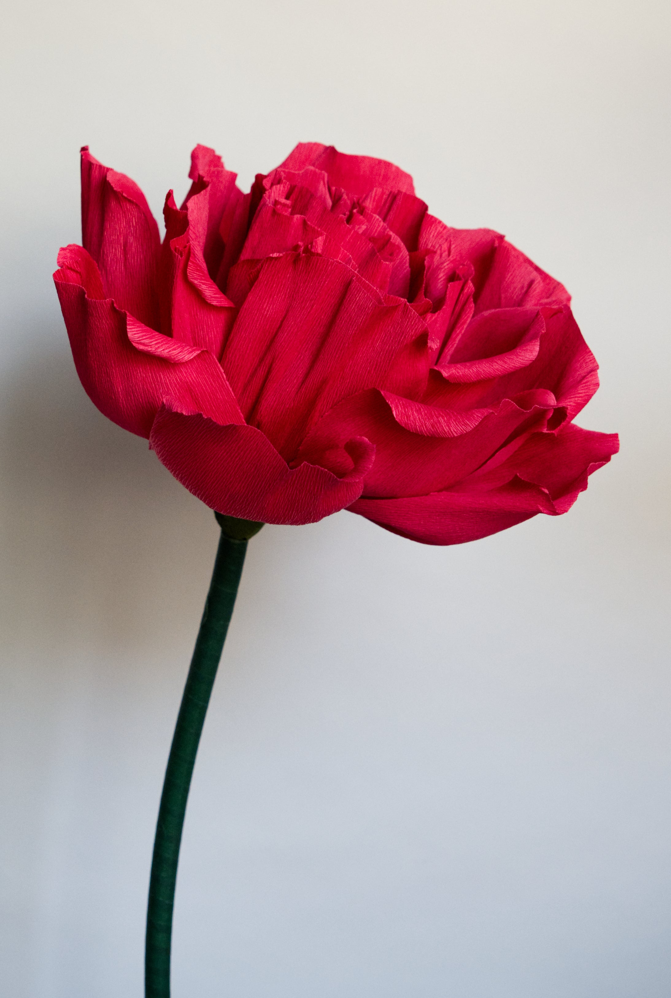 Red Rose