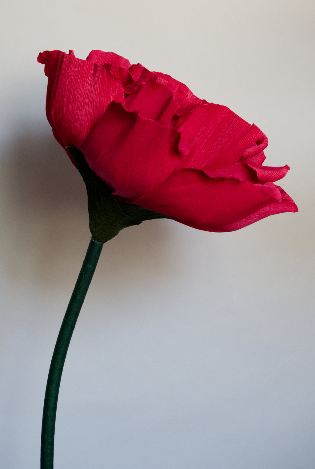 Red Rose