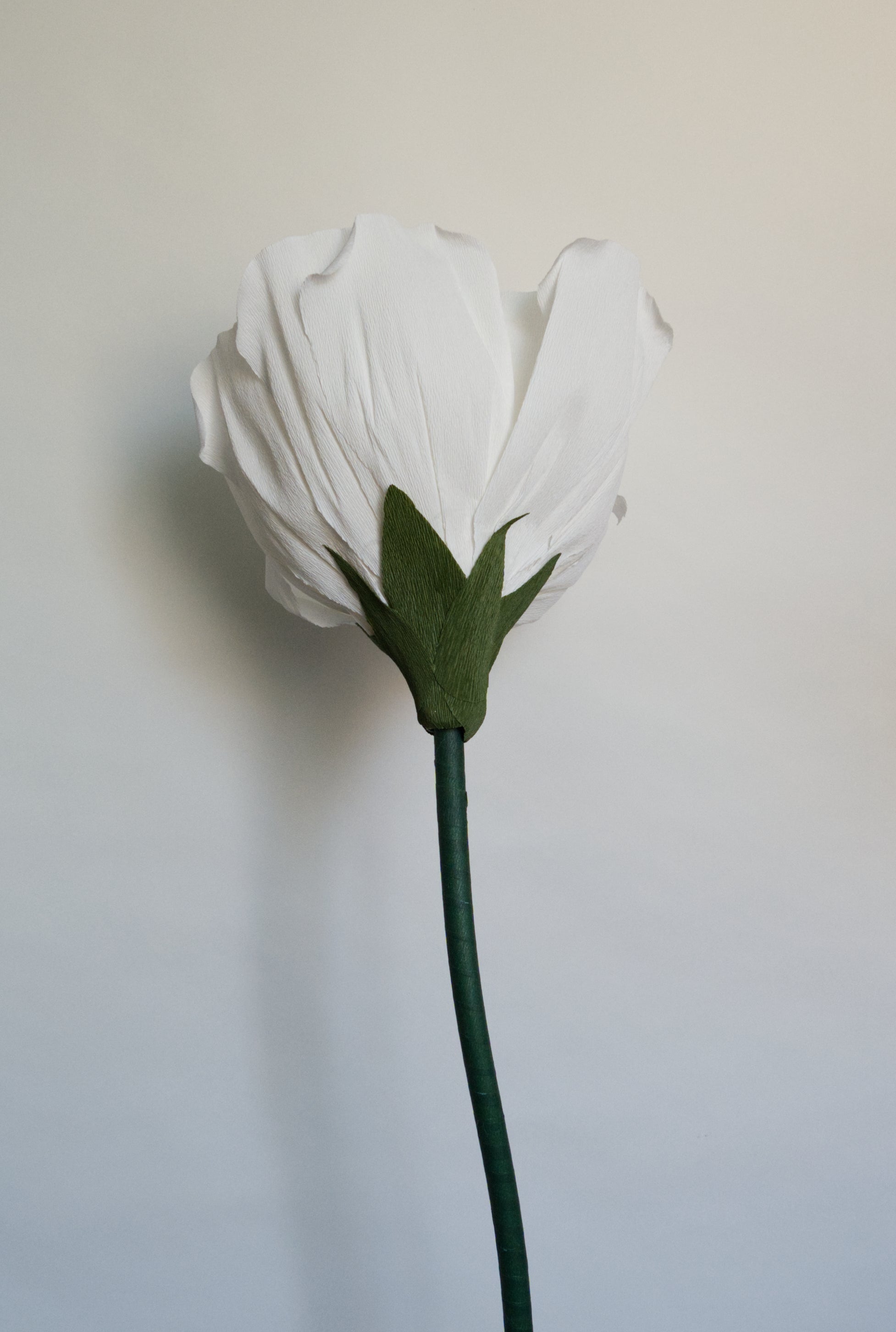 White Rose