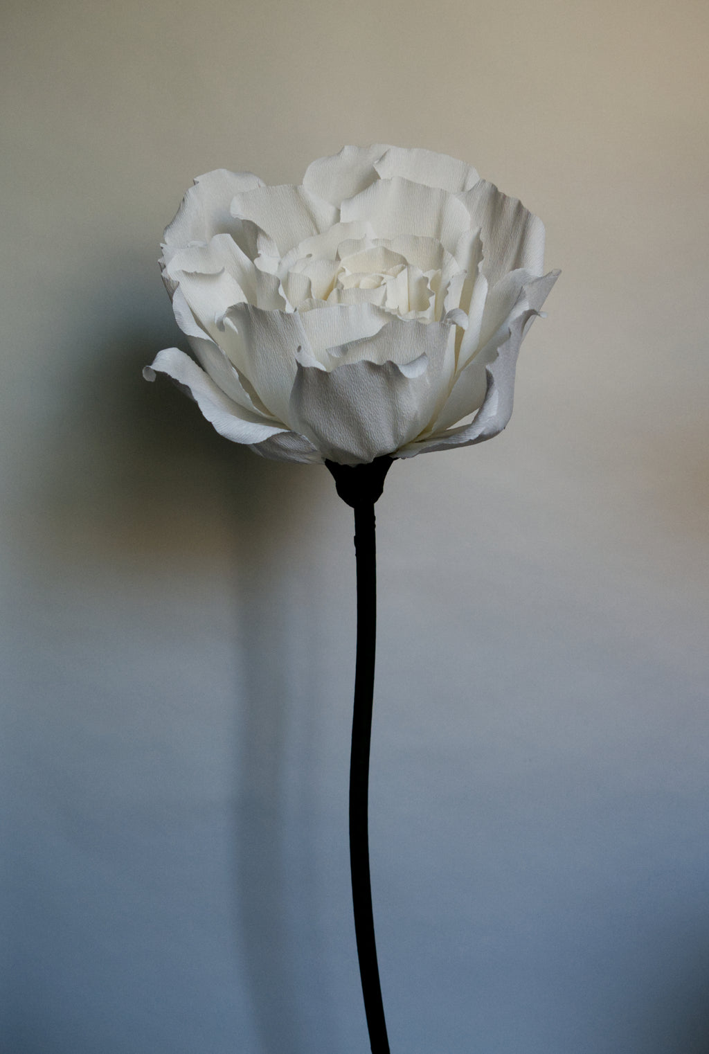 White Rose