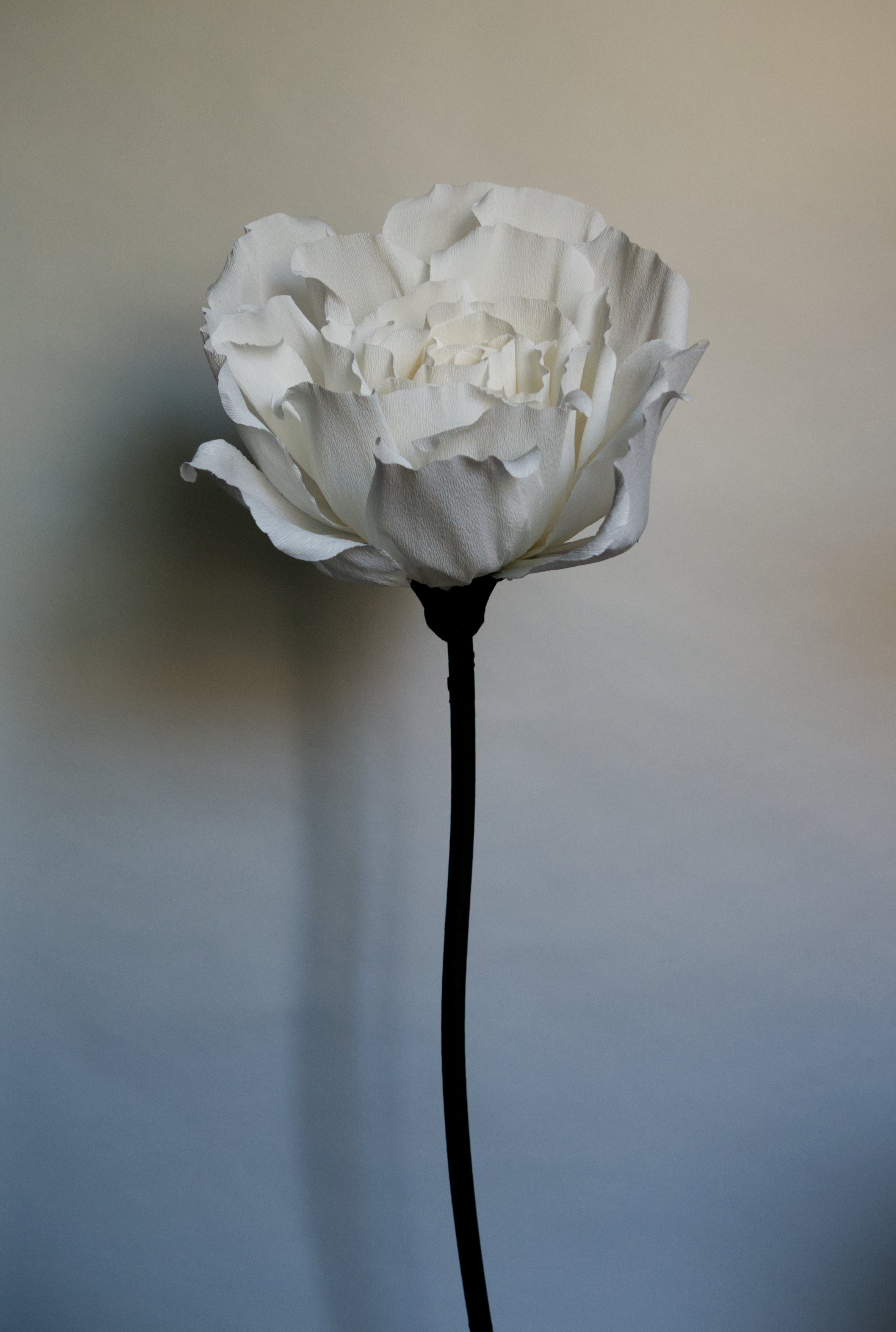 White Rose