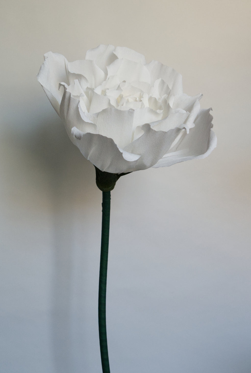 White Rose