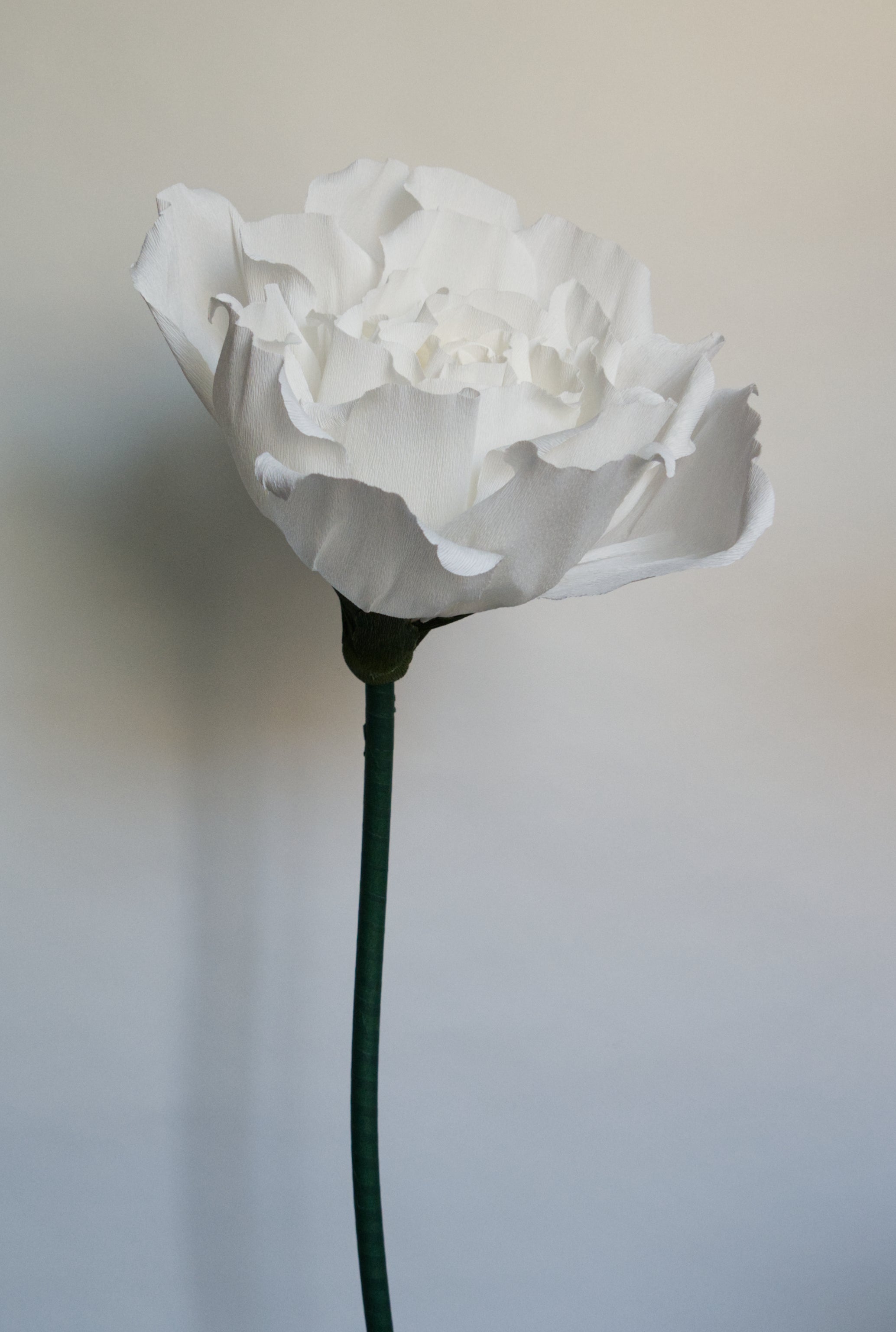 White Rose