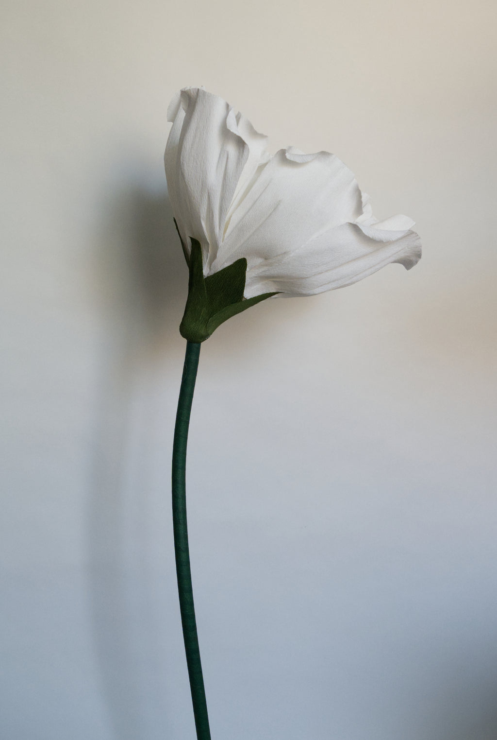 White Rose