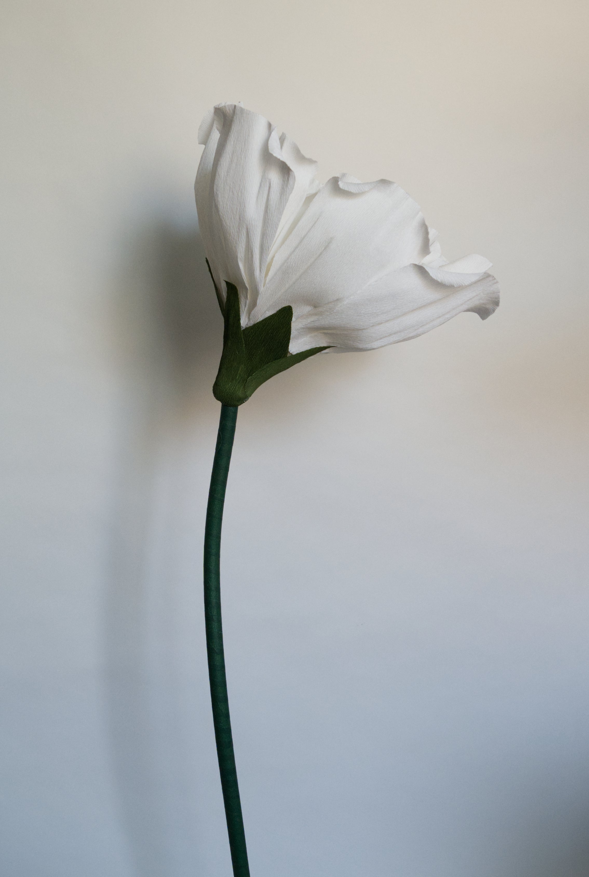 White Rose