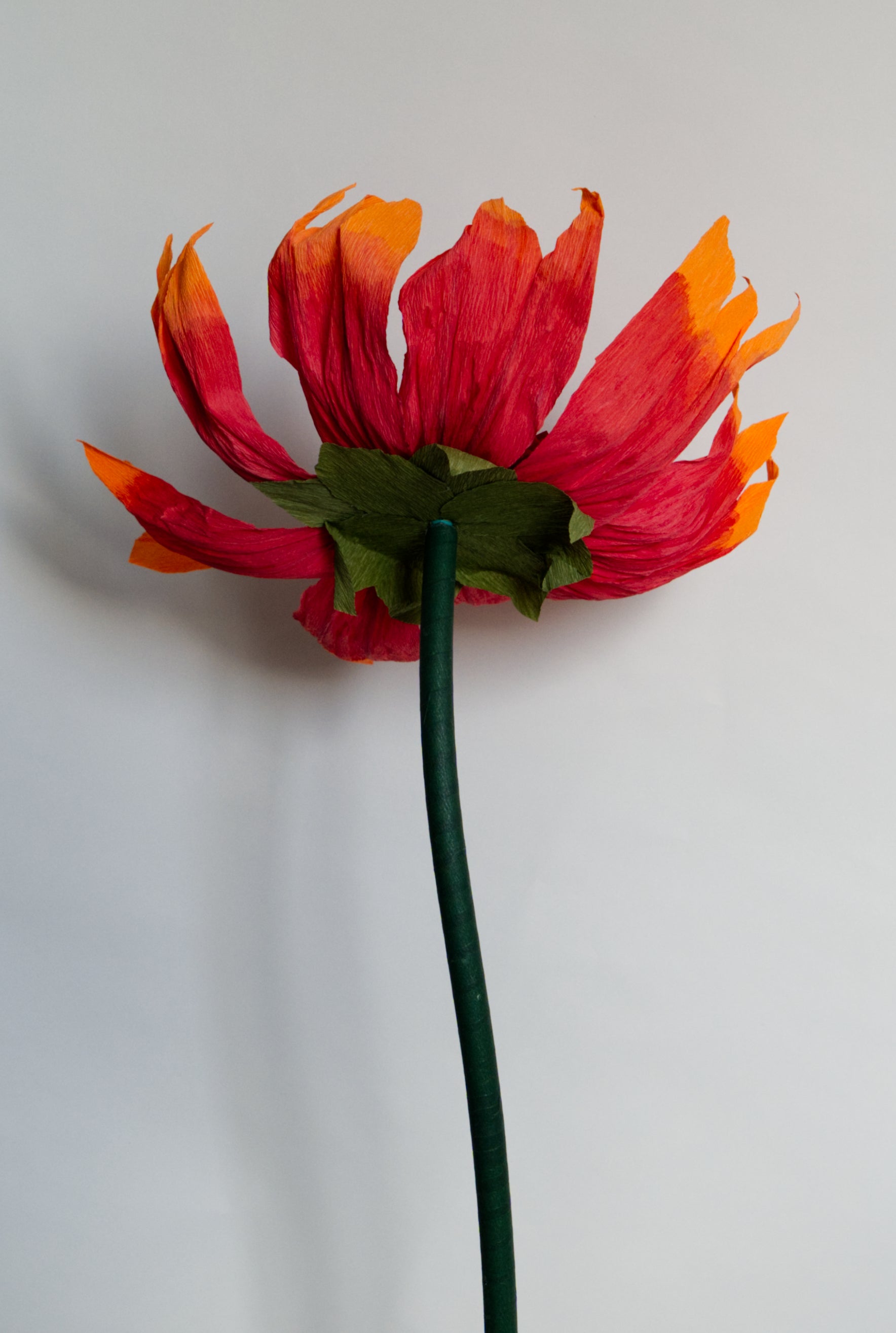 Firewheel (Small)