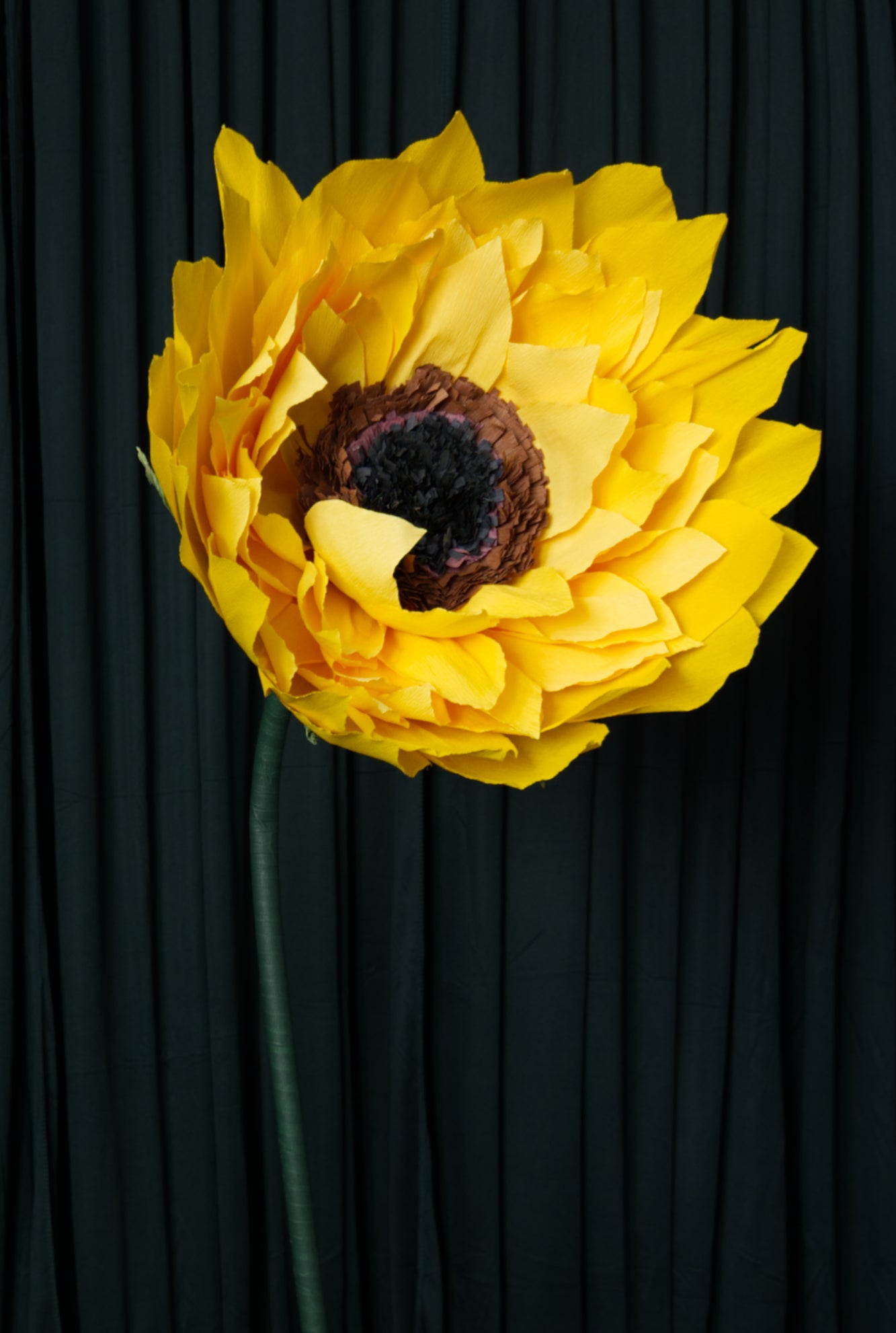Sunflower RENTAL