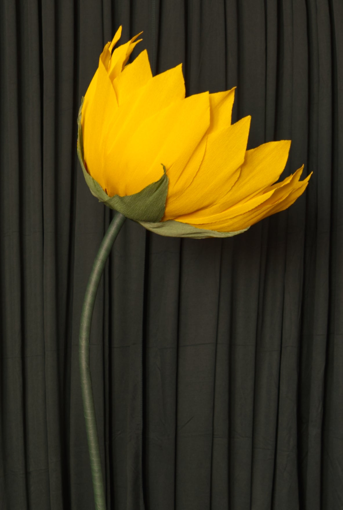 Sunflower RENTAL