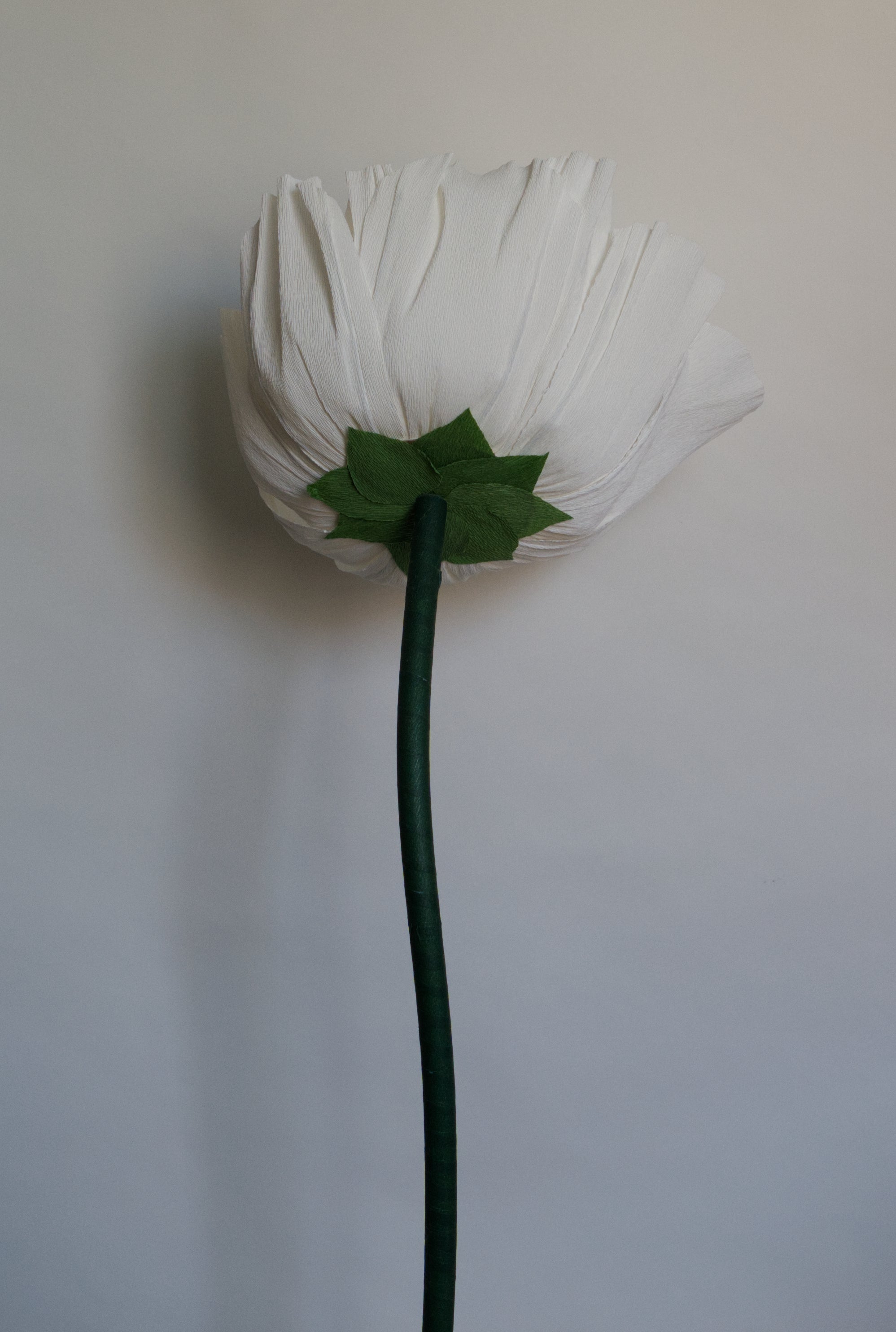 All White Tree Peony