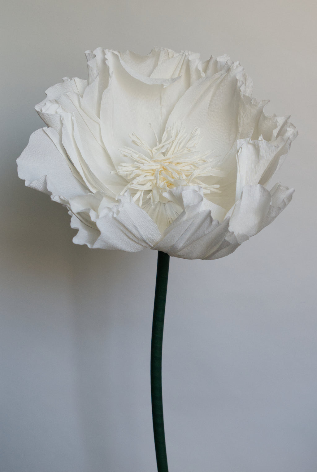 Giant All White Tree Peony crepe paper flower