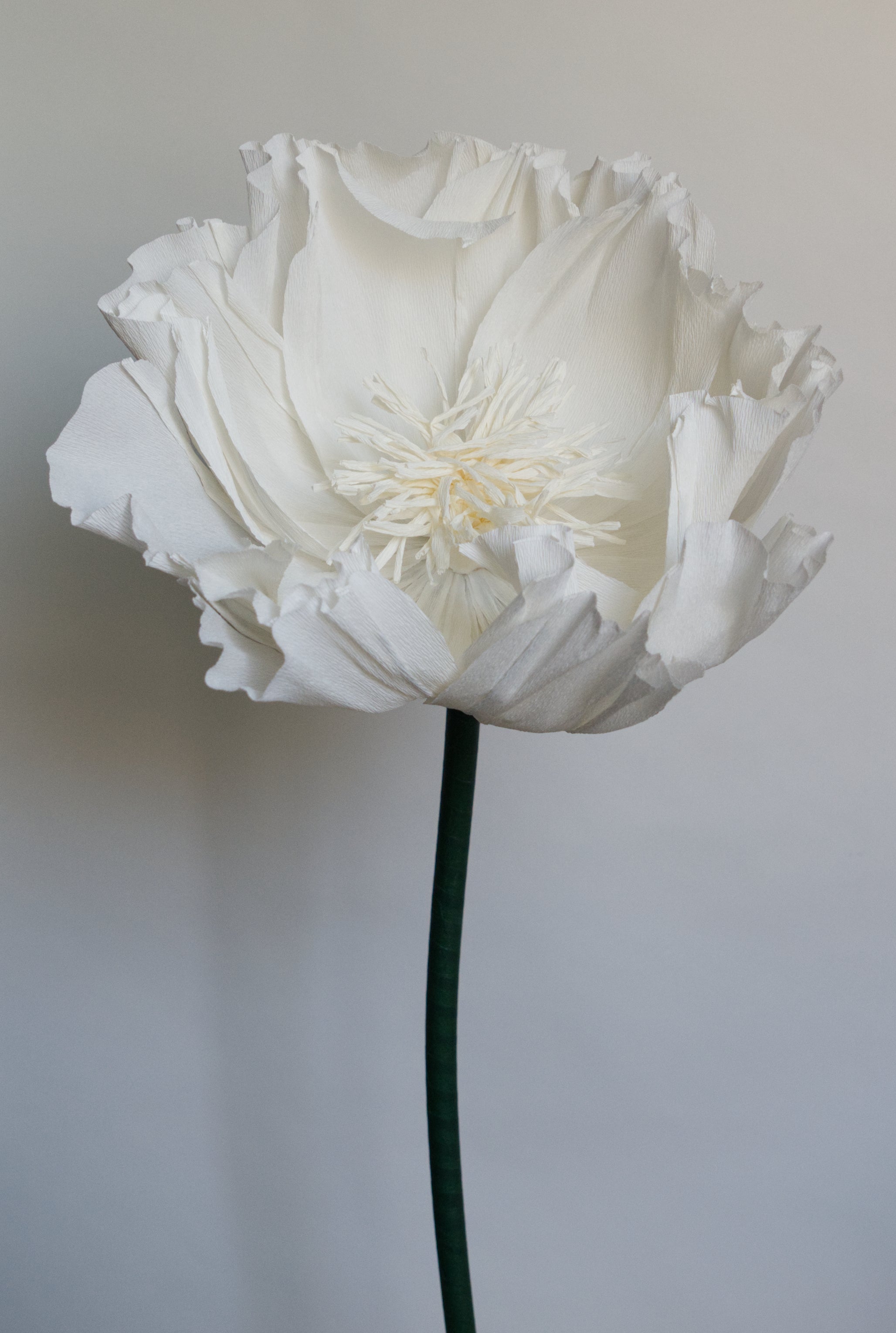 All White Tree Peony