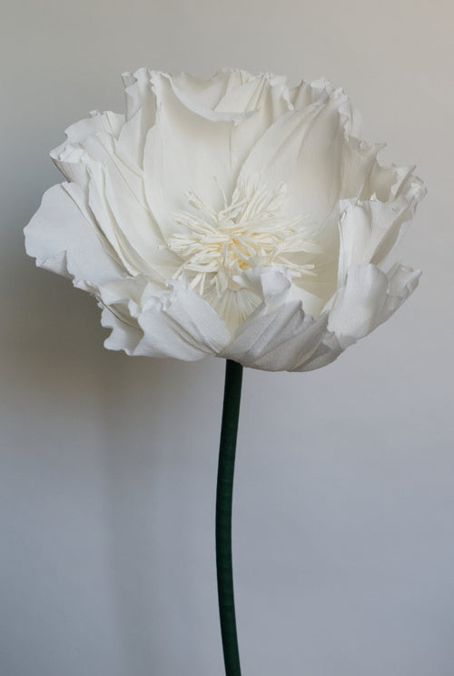 All White Tree Peony