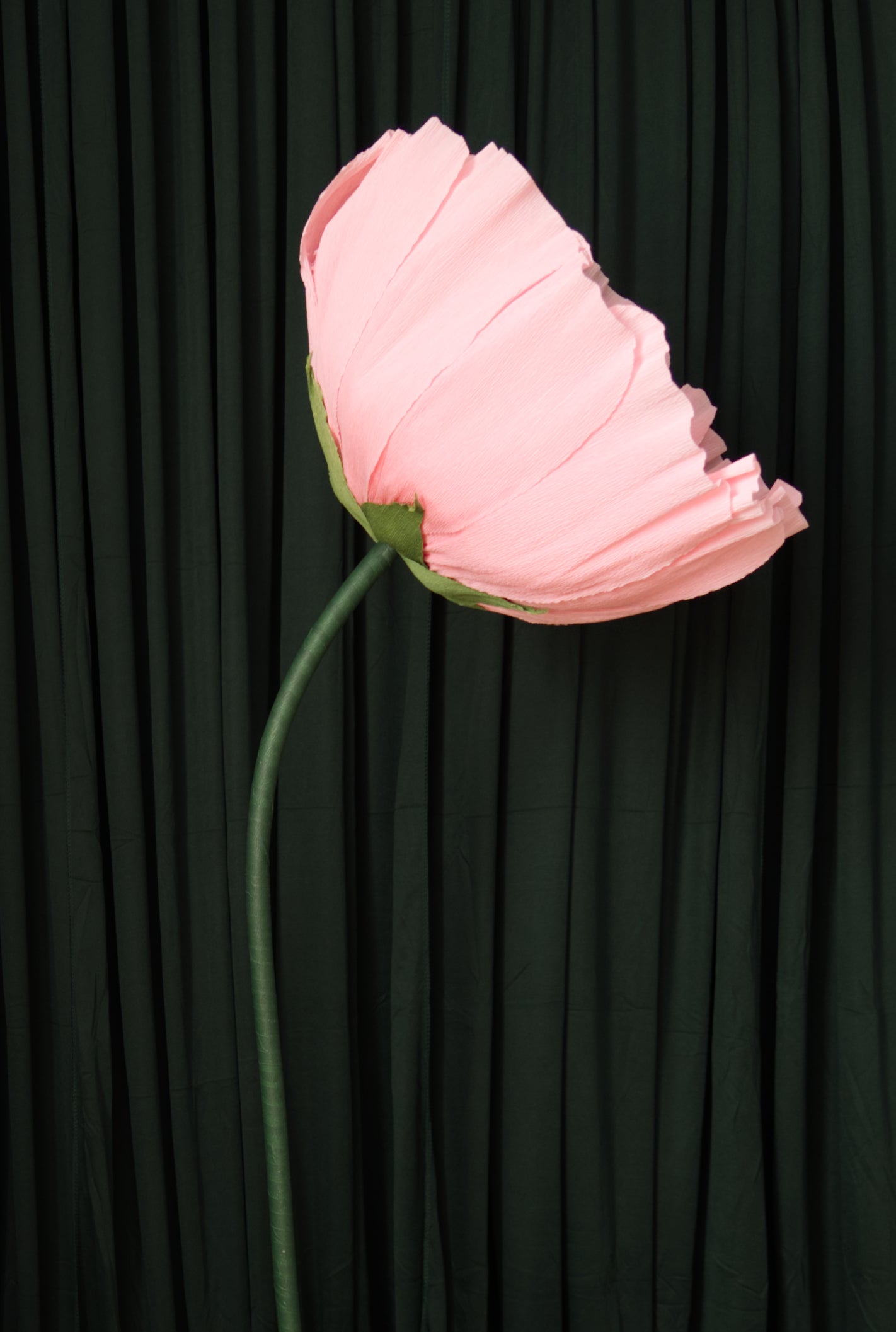 Pink Tree Peony RENTAL