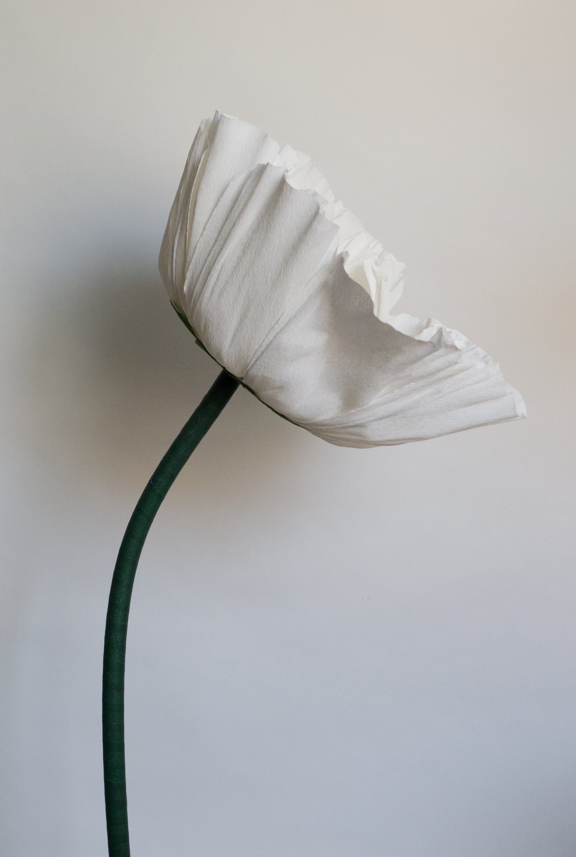 All White Tree Peony