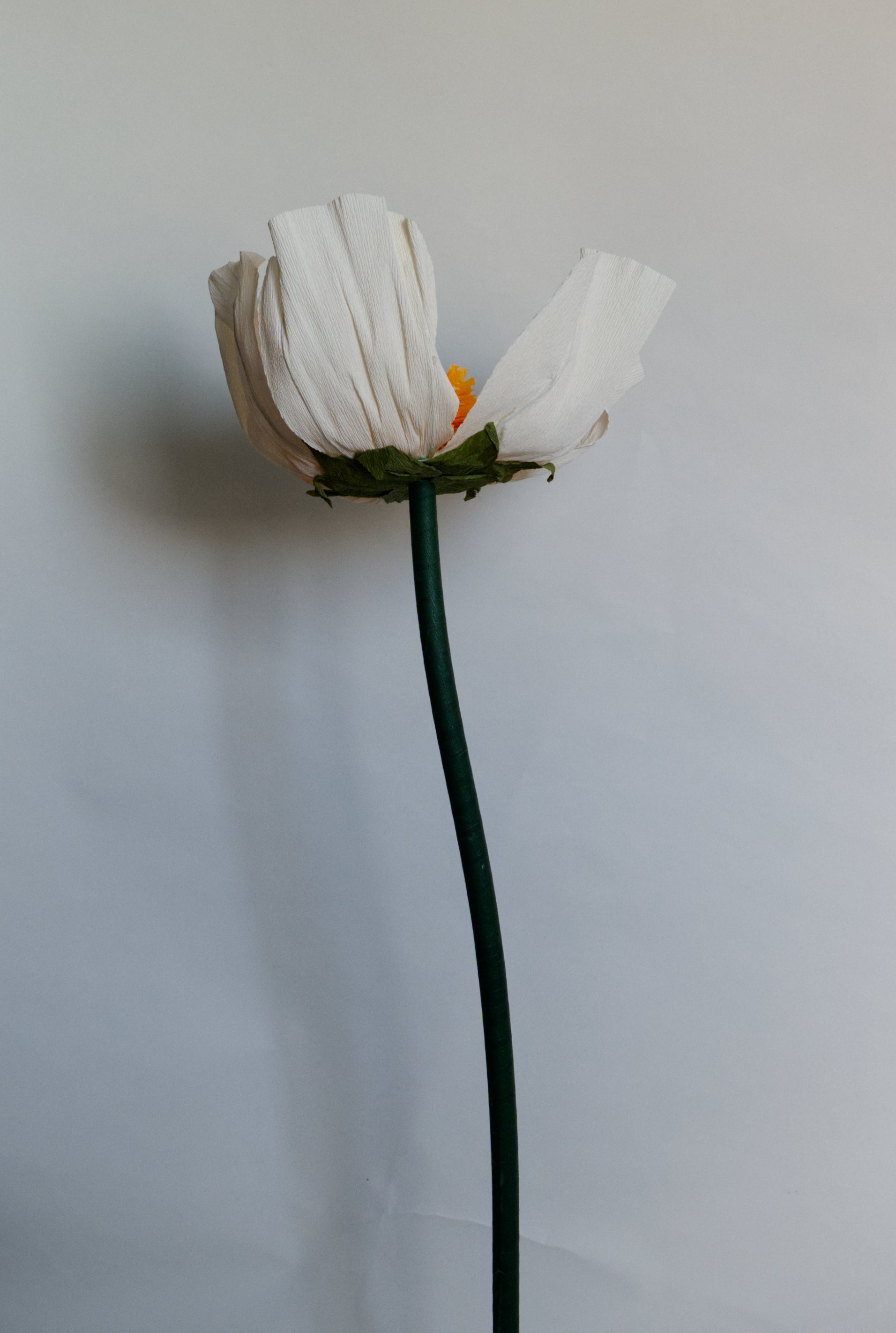 White Buttercup