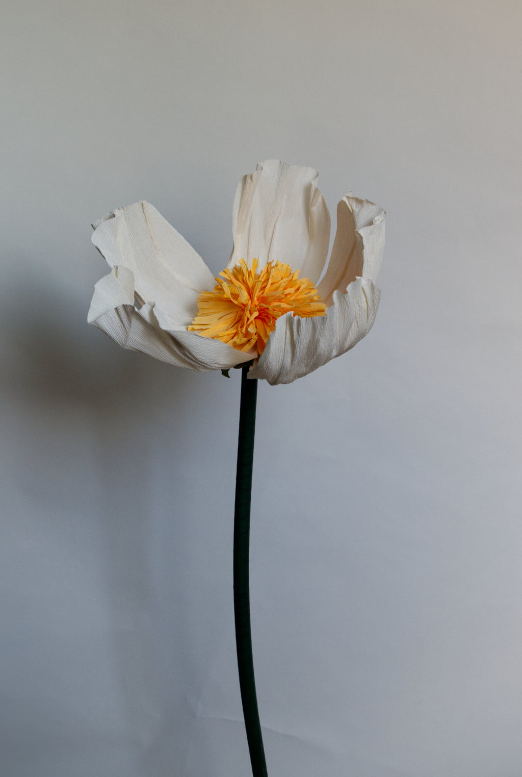 White Buttercup