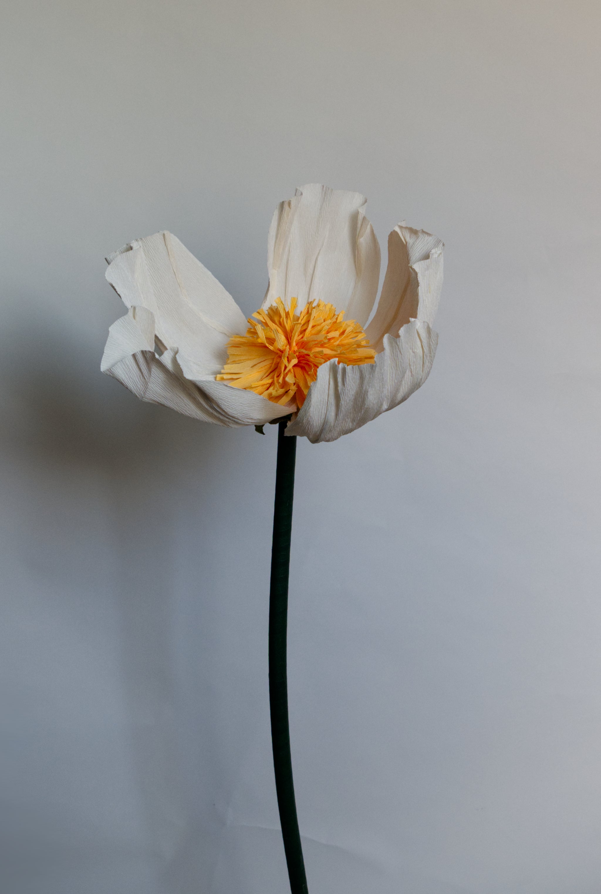 White Buttercup