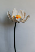 White Buttercup